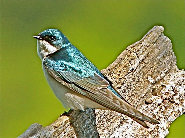 Tree Swallow (m)