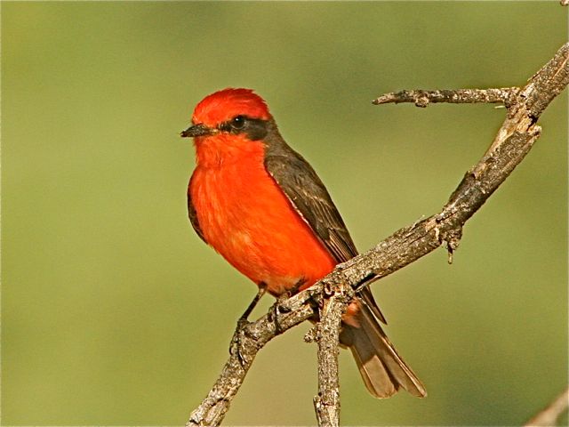 Vermilion Flycatcher (m)
