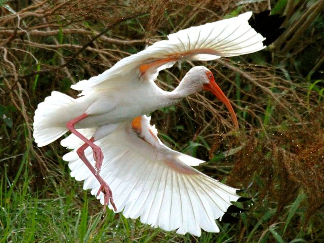 White Ibis