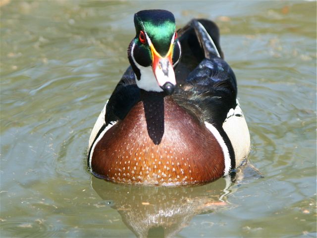 Wood Duck (m)