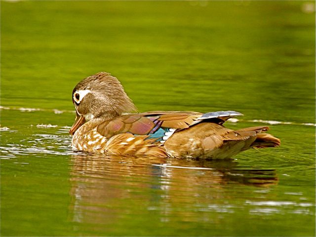 Wood Duck (f)