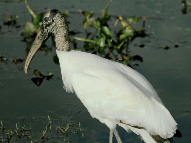 Wood Stork