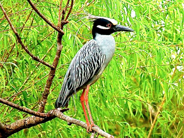 Yellow-crowned Night-Heron