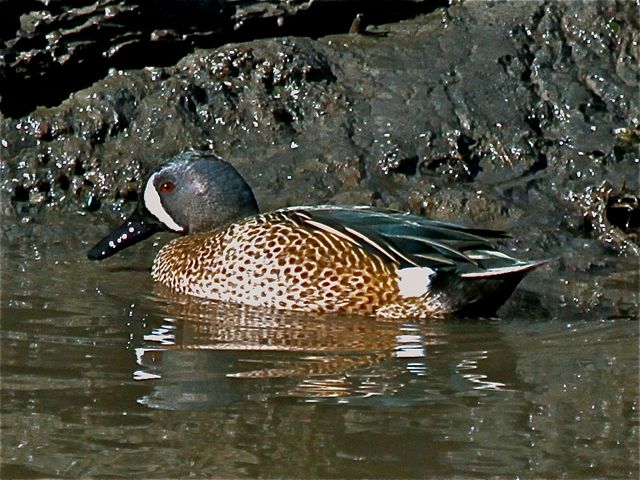 Blue-winged Teal (m)