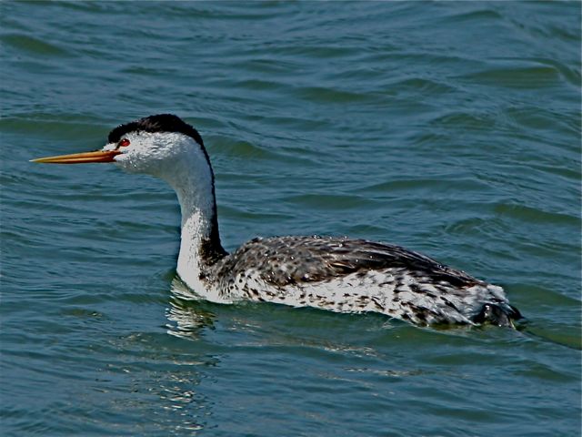 Clark's Grebe