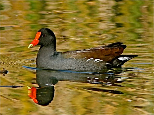 Common Moorhen