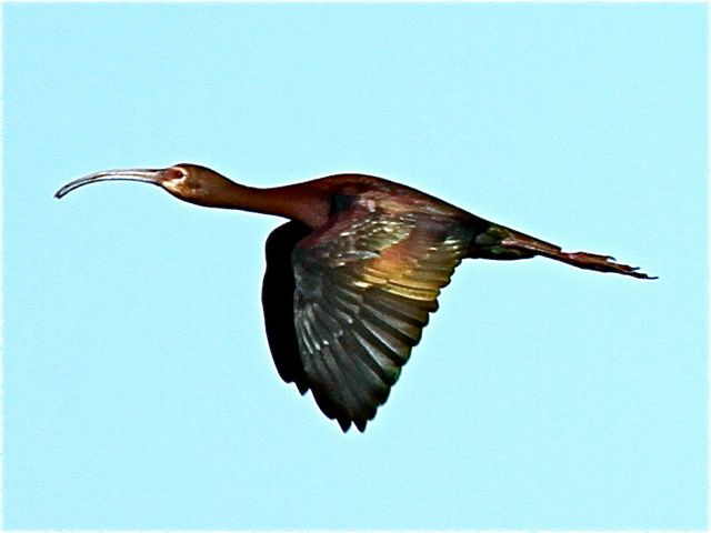 Glossy Ibis