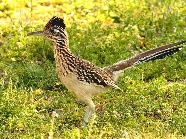 Greater Roadrunner