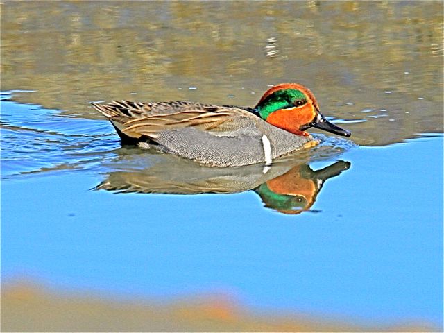 Green-winged Teal (m)