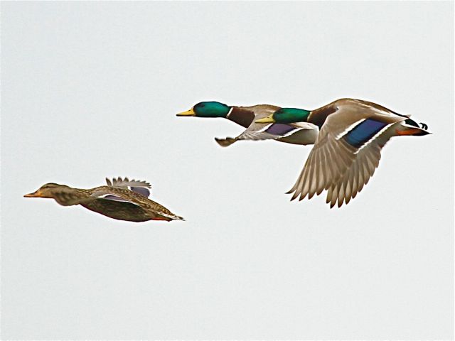 Mallards (f, ms)