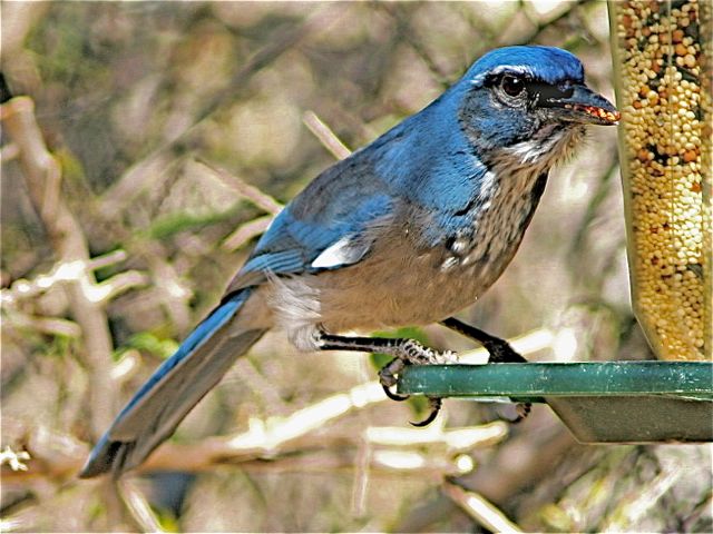 Mexican Jay