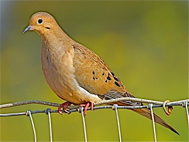 Mourning Dove