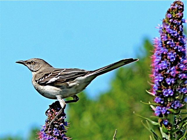 Northern Mockingbird