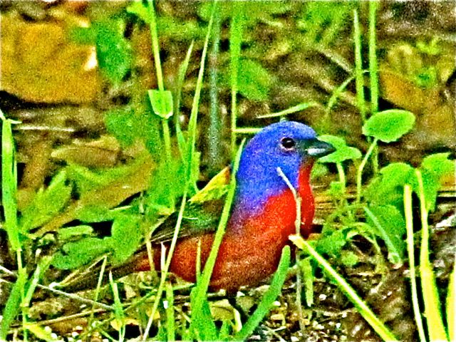 Painted Bunting (m)