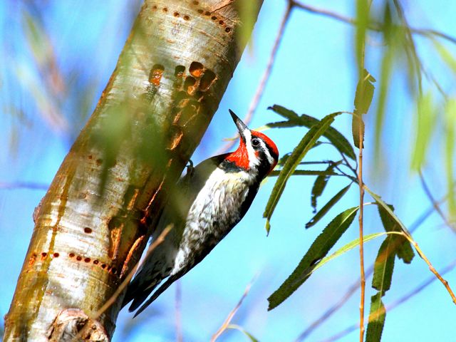 Red-naped Sapsucker (m)